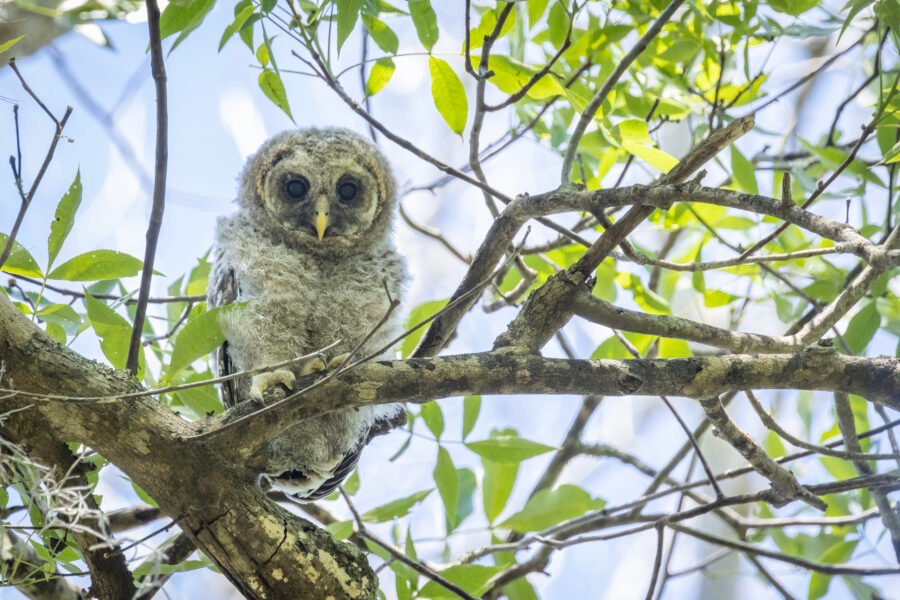 Barred Owl Chick Looking Down