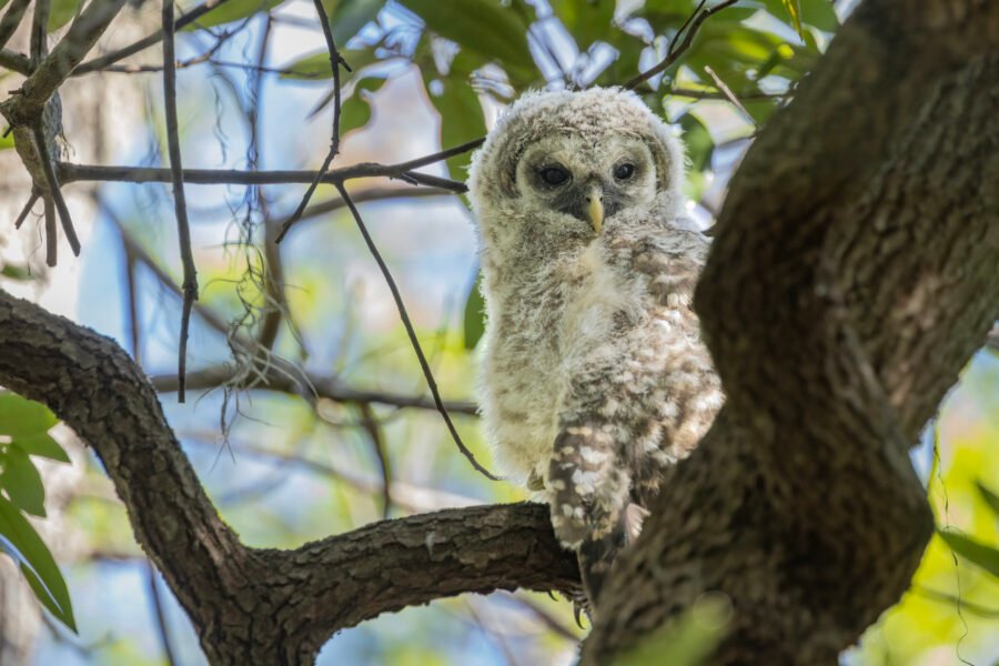 Barred Owl Chick Napping In Tree