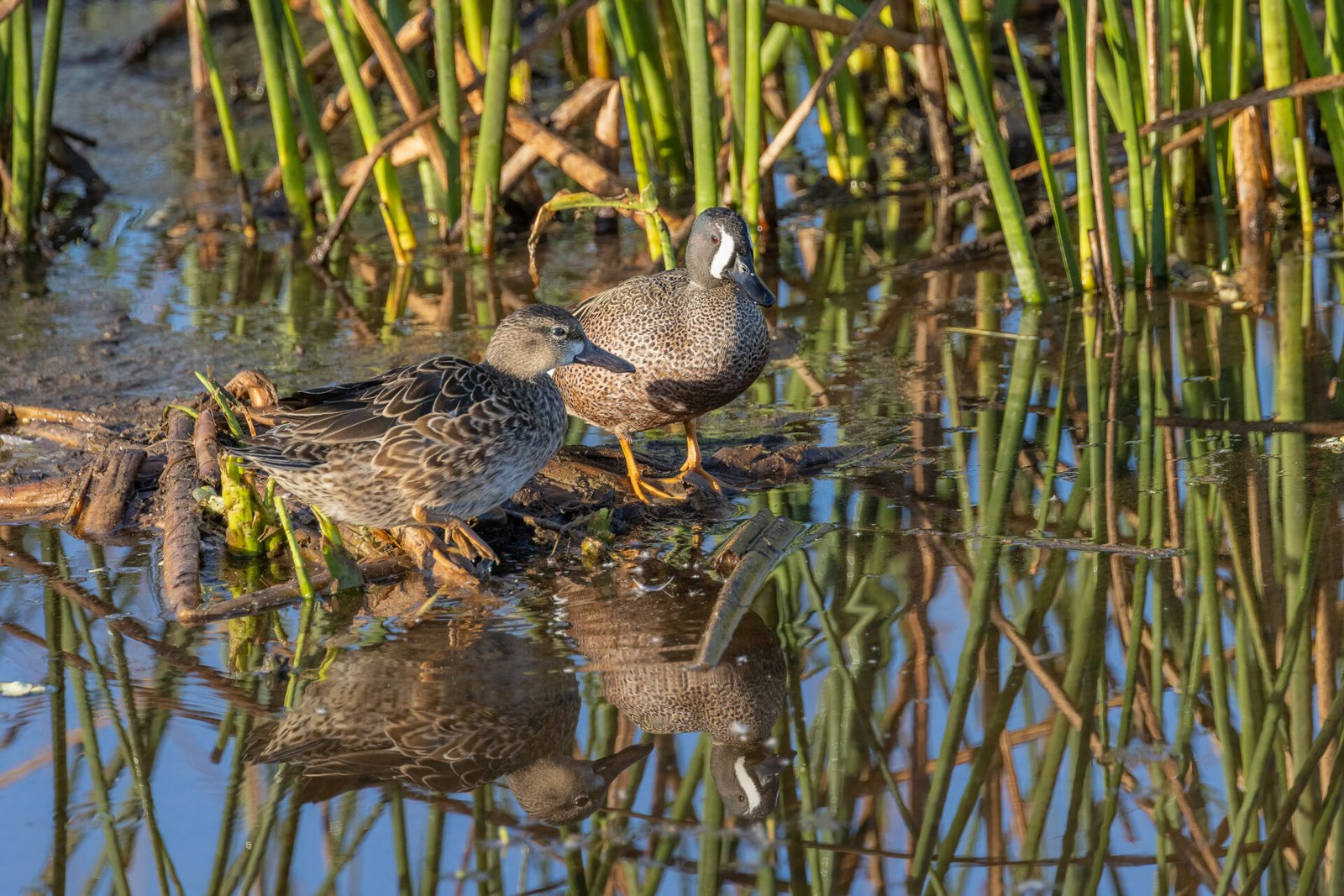 Blue Winged Teal Pair In Calm Waters