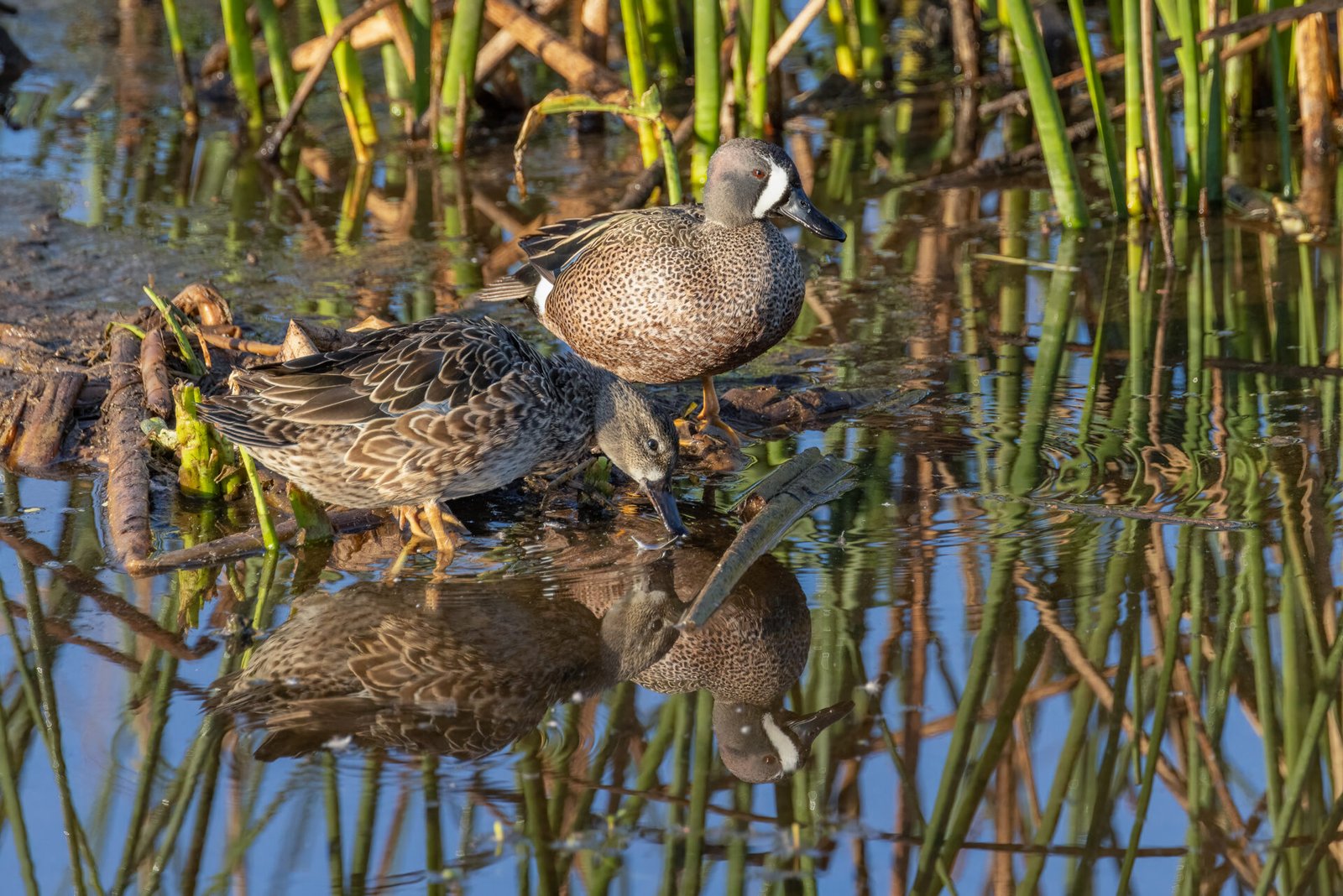 Blue Winged Teal Pair In Calm Waters Getting A Drink
