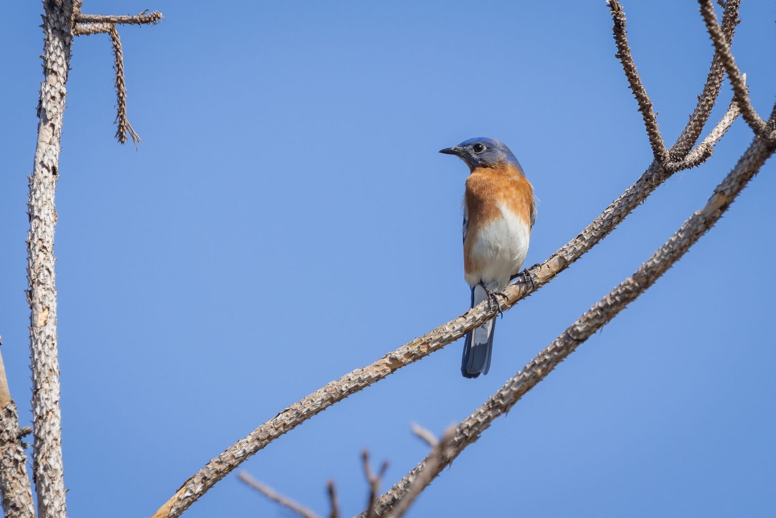 Bluebird Male Perched On Small Branch