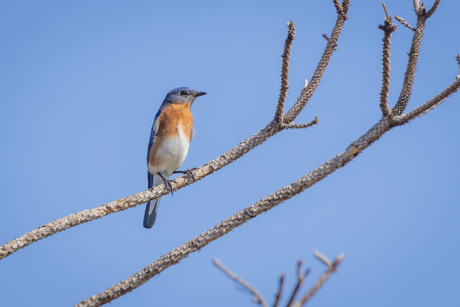 Bluebird Male Sitting In Small Pine Tree