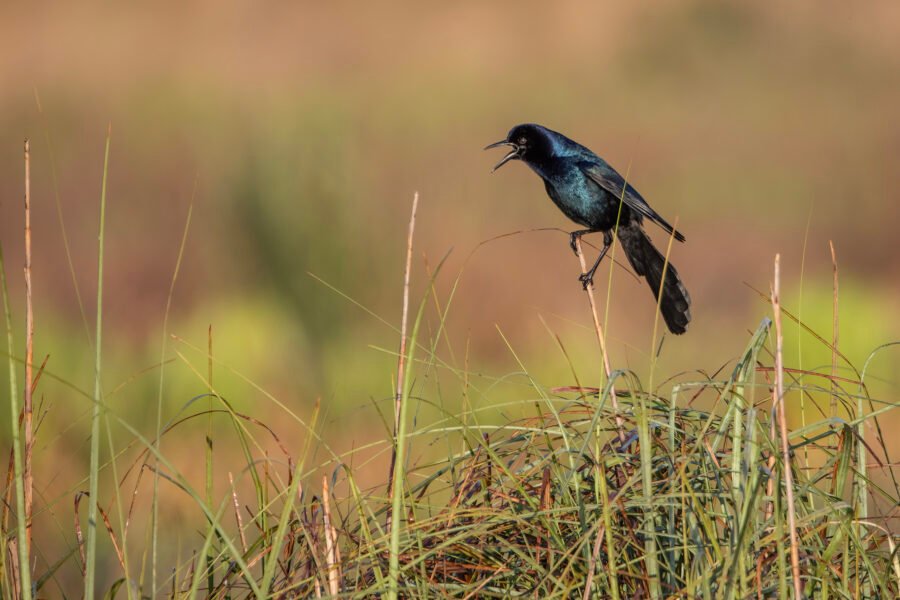 Boat Tailed Grackle Squawking On Tip Of Reed
