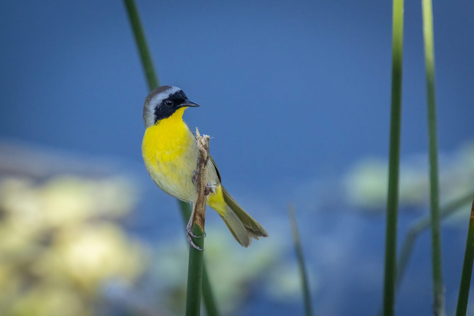 Common Yellowthroat Grasping To Reed