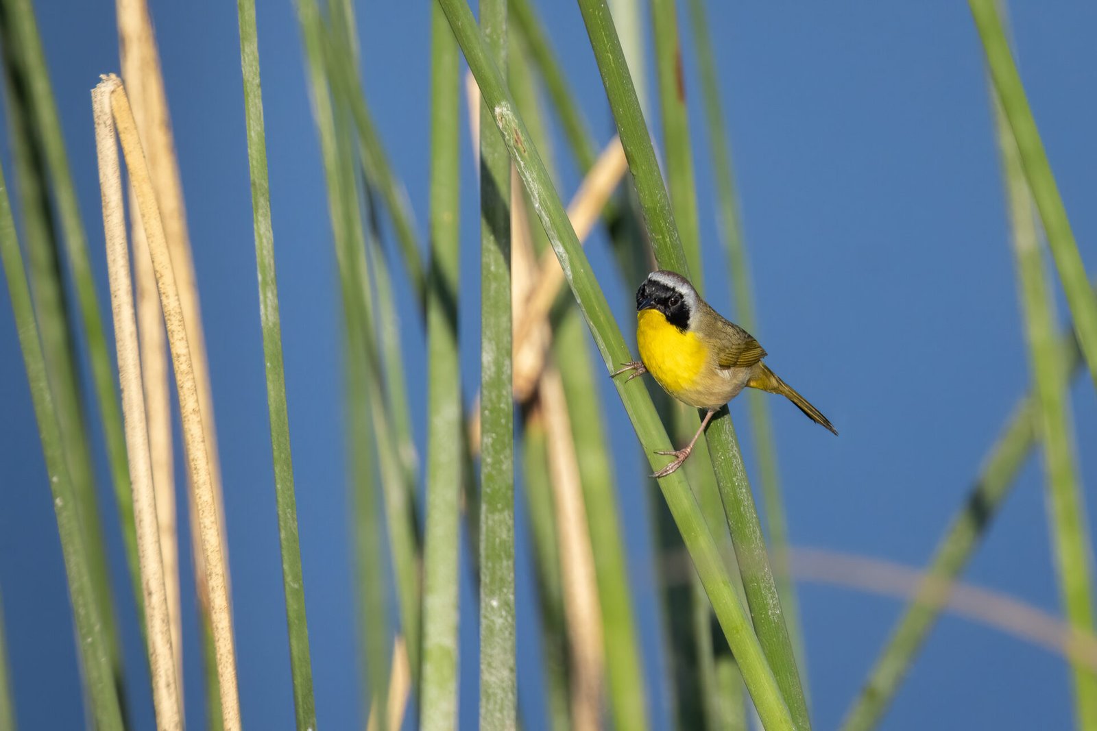 Common Yellowthroat Perched In Reeds