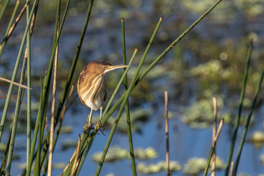 Least Bittern Perched On Reeds