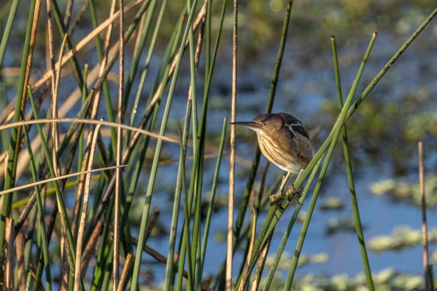Least Bittern Resting In Reeds Along Water
