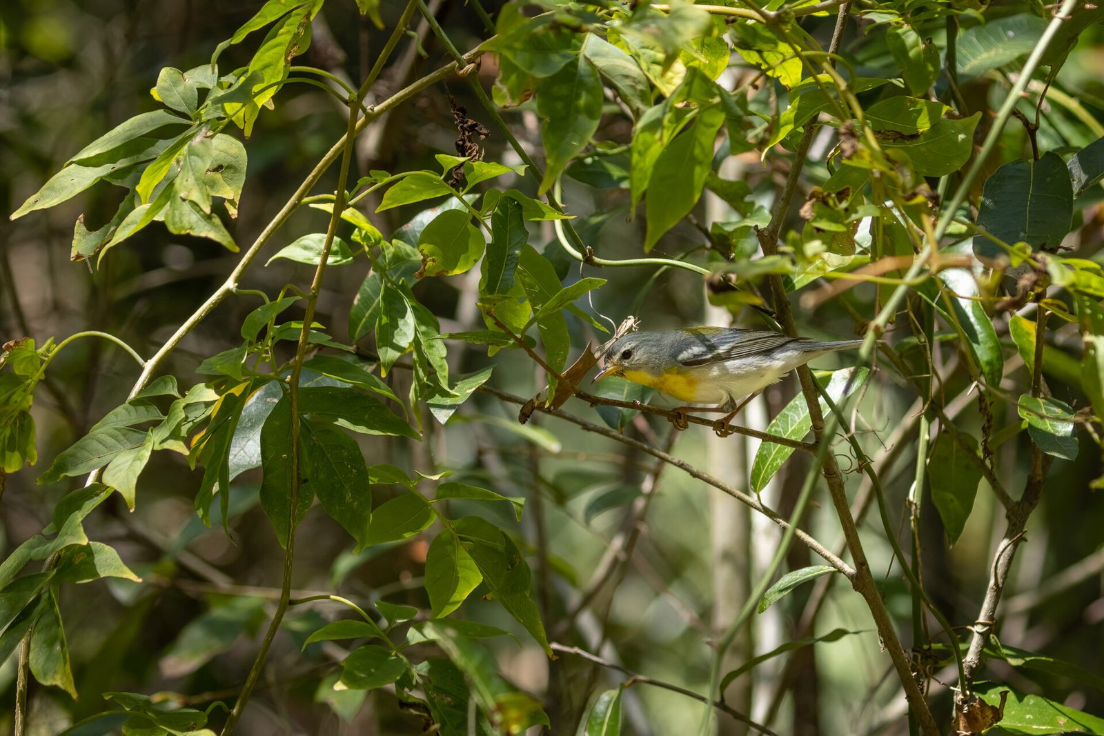 Northern Parula Looking For Bugs