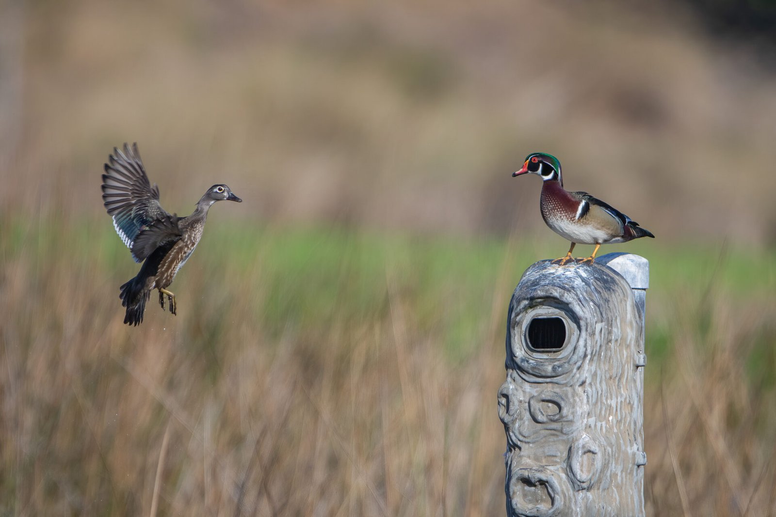 Wood Duck Female Landing On Nesting Box With Male