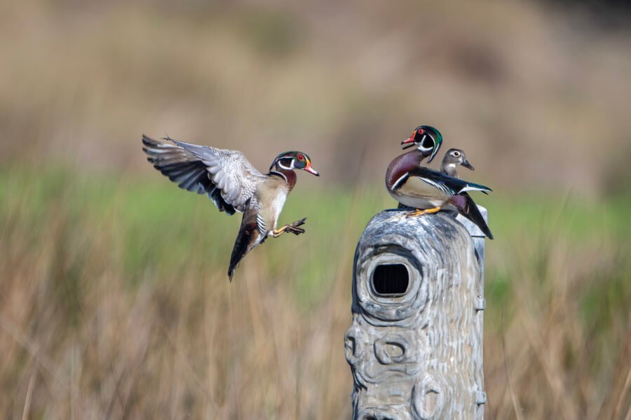 Wood Duck Male Joining Others On Nesting Box