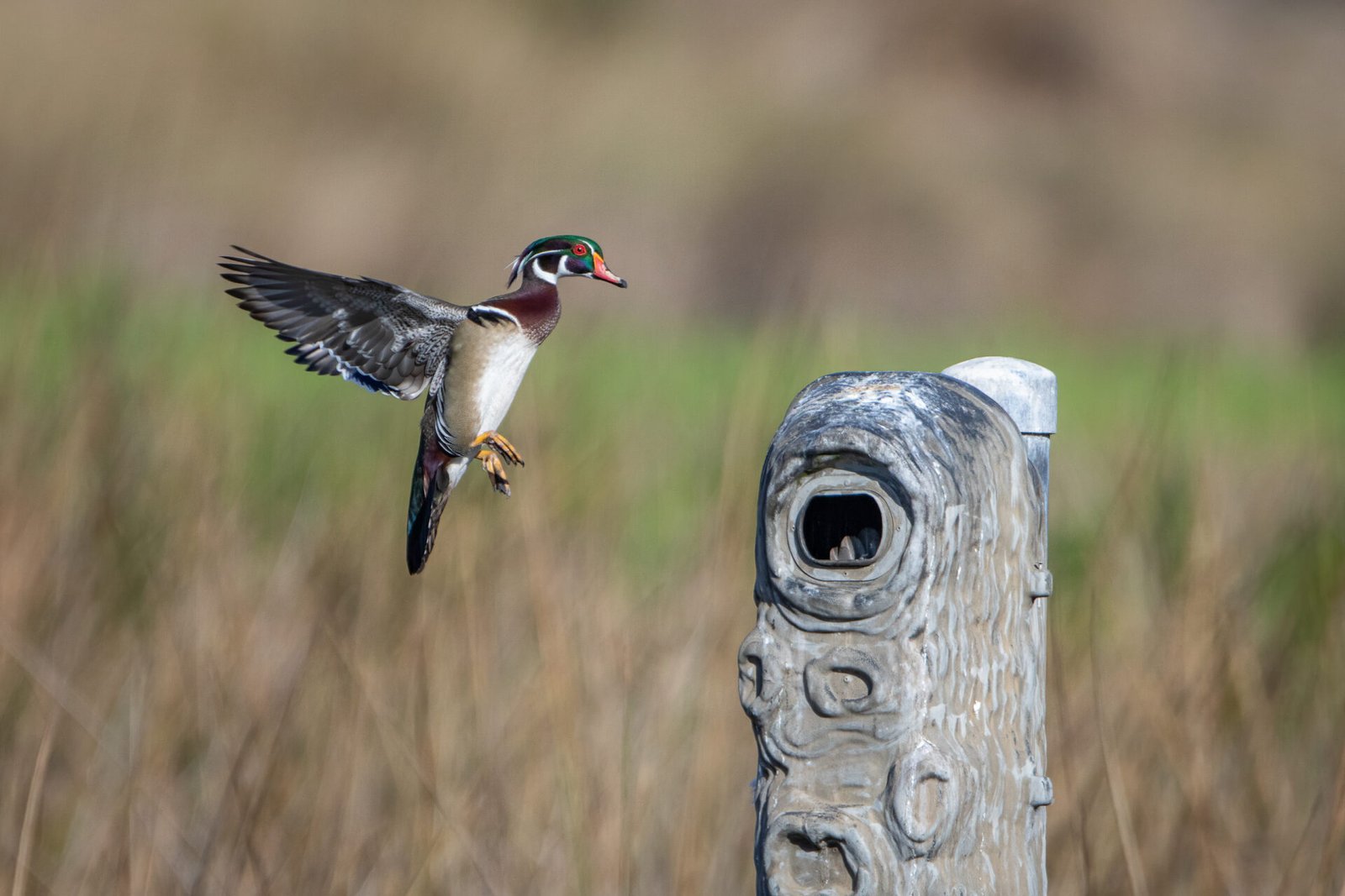 Wood Duck Male Landing On Nesting Box