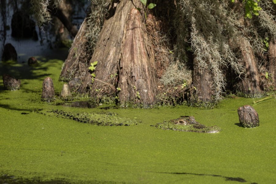 Alligator Hiding In Weeds Next To Cypress Tree