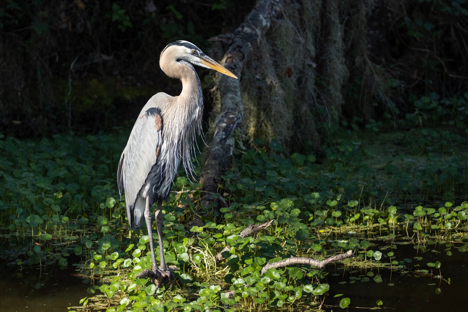 Great Blue Heron Standing Sunlight