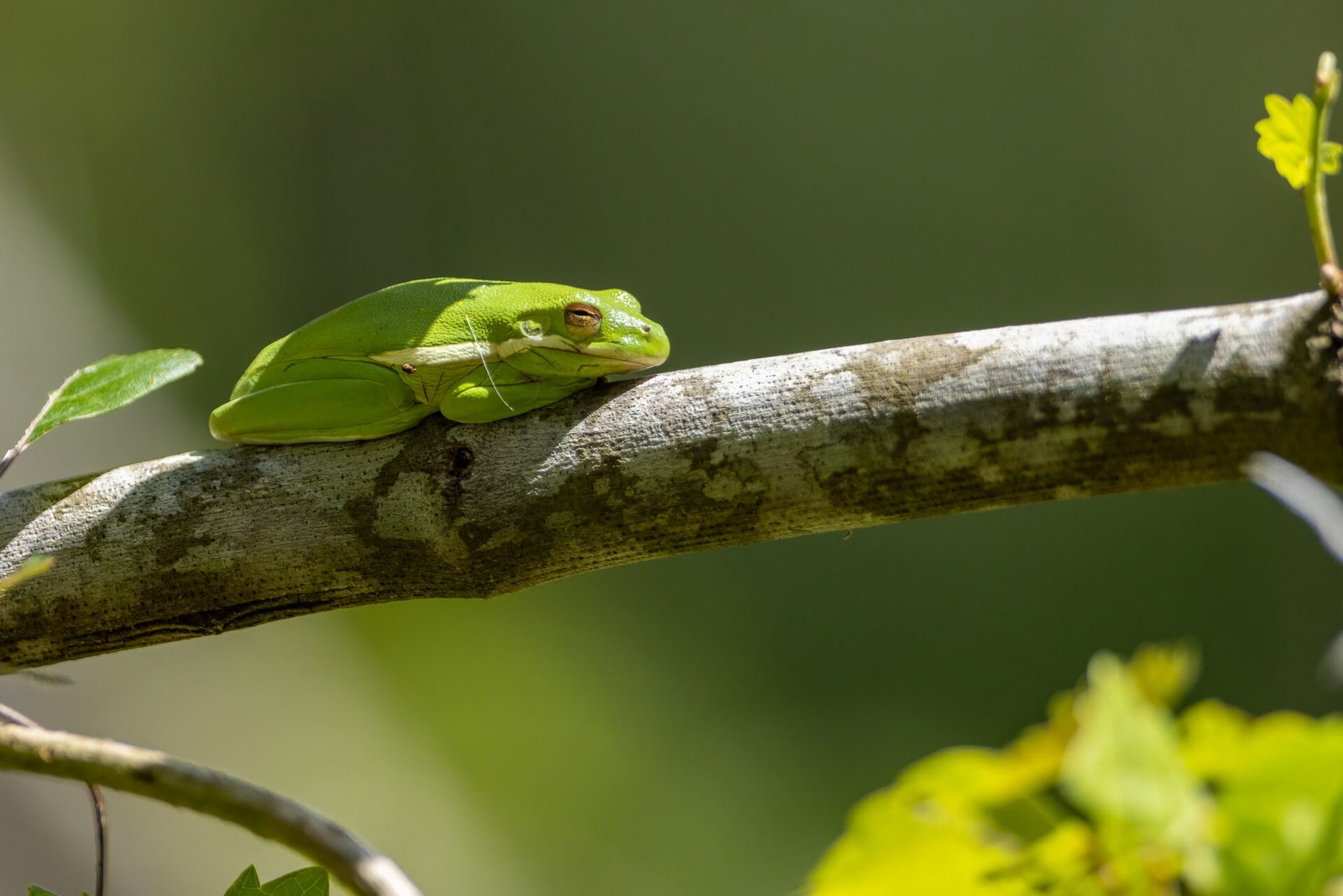 Green Tree Frog Resting On Tree Limb