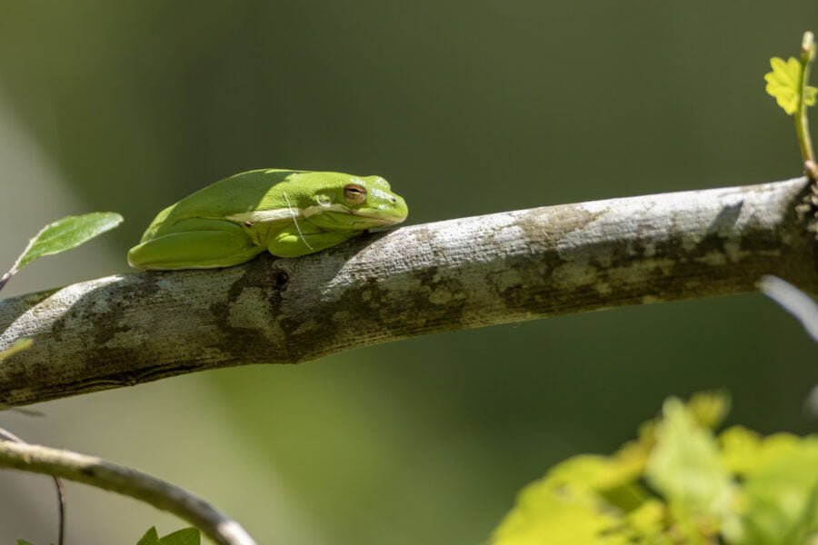 Green Tree Frog Resting On Tree Limb