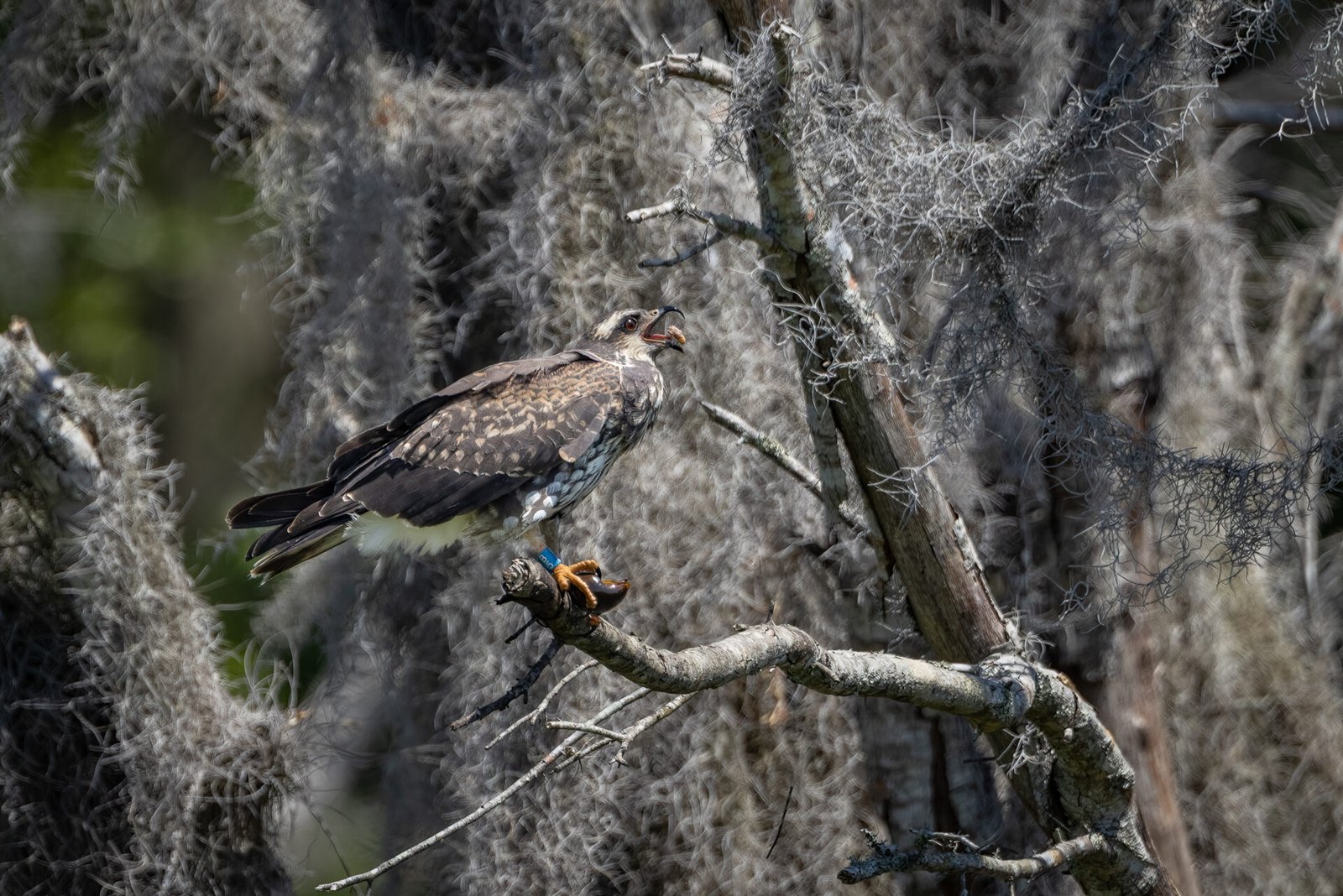Snail Kite Finishing Off Afternoon Meal