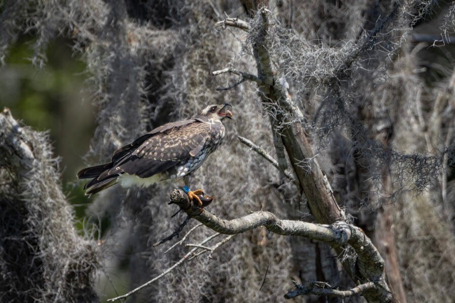 Snail Kite Finishing Off Afternoon Meal