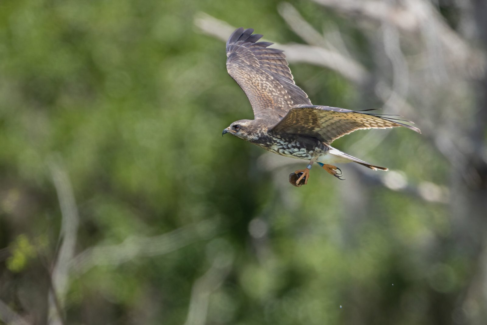 Snail Kite Flying By With Snail