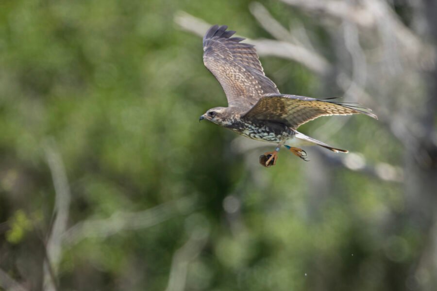Snail Kite Flying By With Snail
