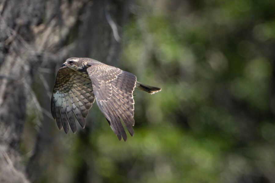 Snail Kite Flying Toward Perch