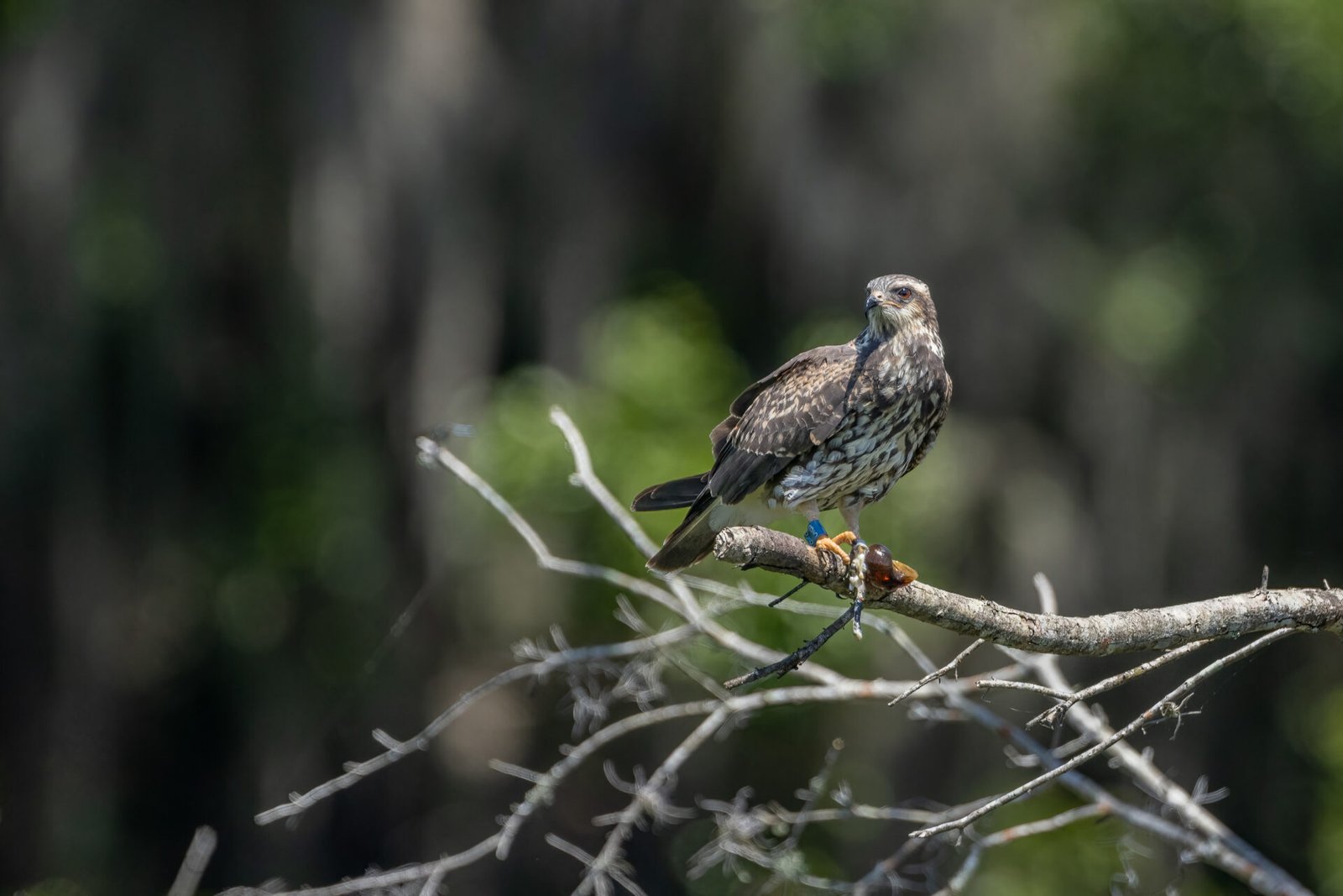 Snail Kite Perched On Branch With Snail