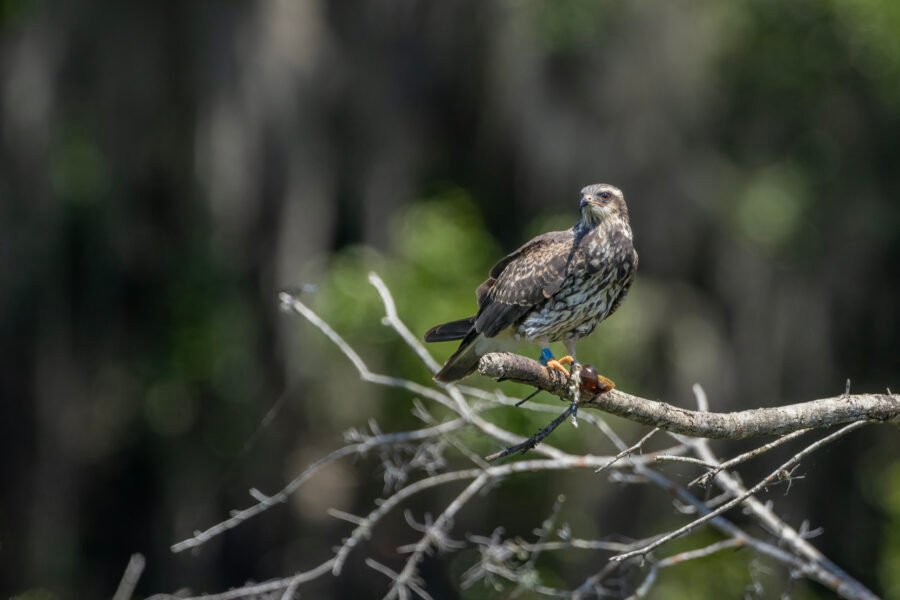 Snail Kite Perched On Branch With Snail