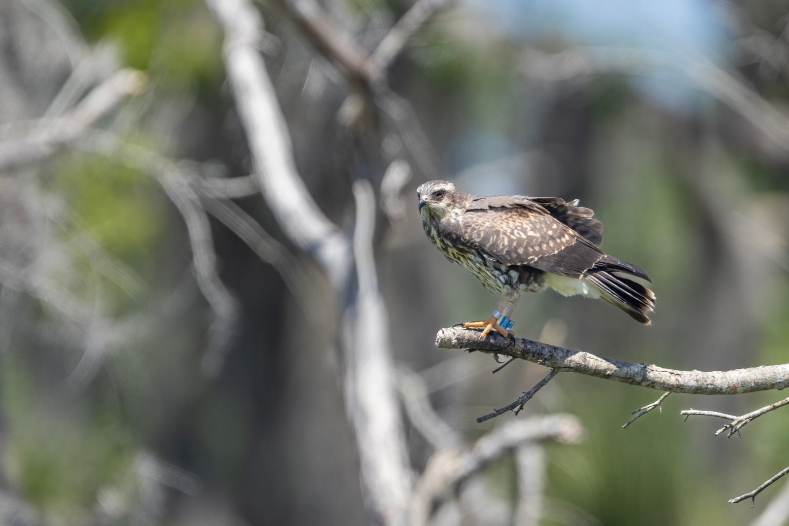 Snail Kite Perched On Dead Branch