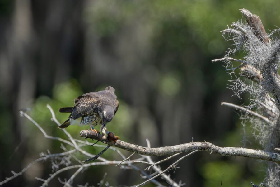 Snail Kite Picking Meat Out Of Snail Shell
