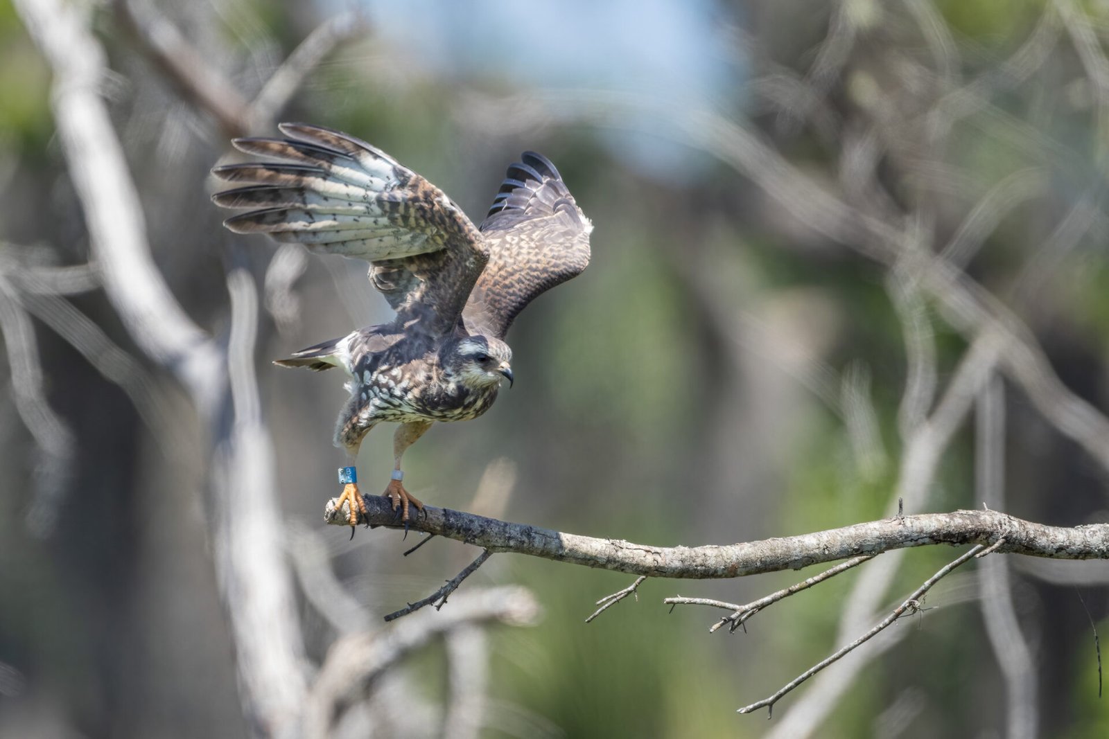 Snail Kite Taking Off From Branch