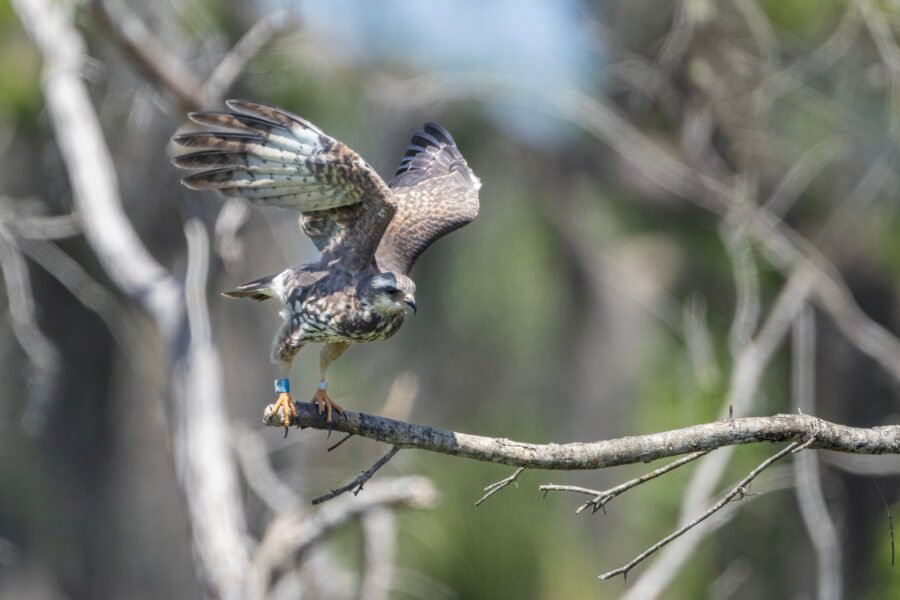 Snail Kite Taking Off From Branch