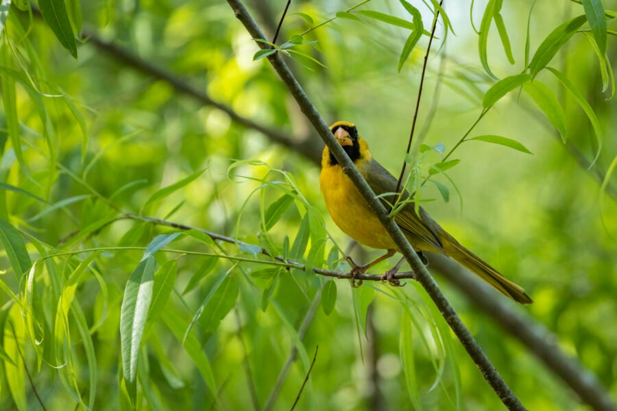 Yellow Cardinal Hopping Through Willow Branches