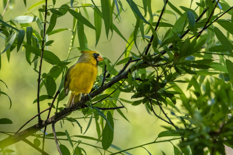 Yellow Cardinal Resting On Willow Branch