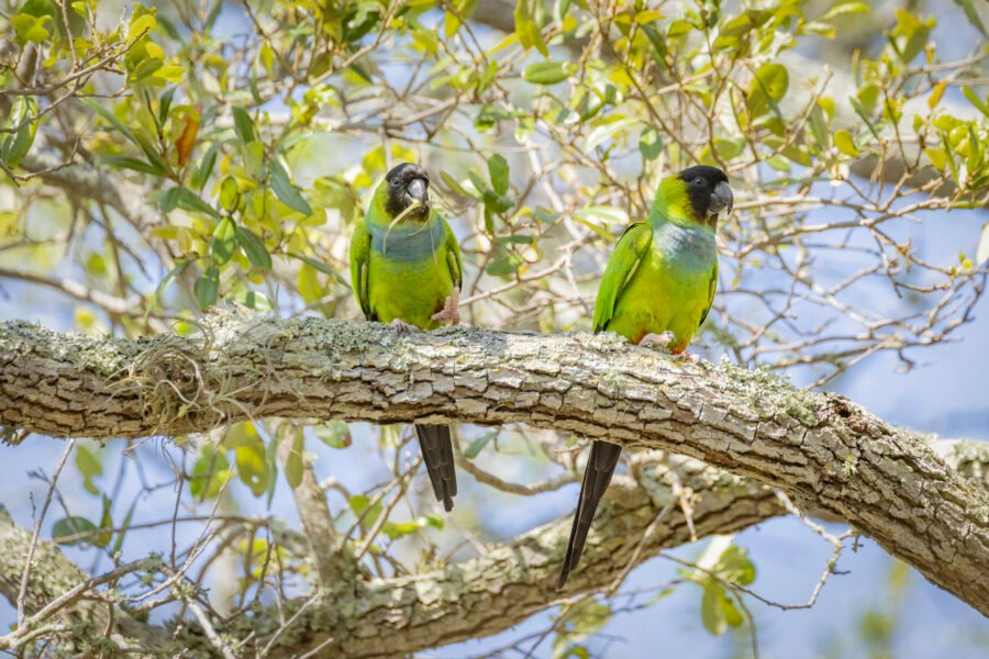 Nanday Parakeets Enjoying Air Fern Roots