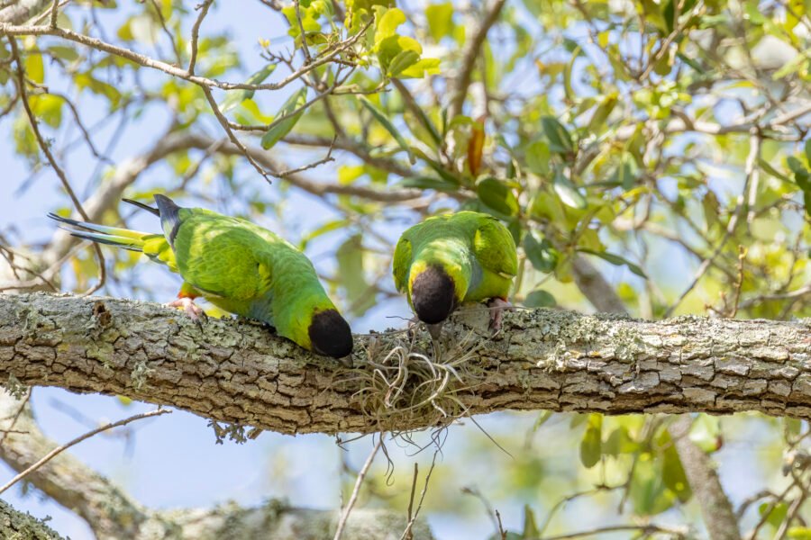 Nanday Parakeets Picking At Air Fern