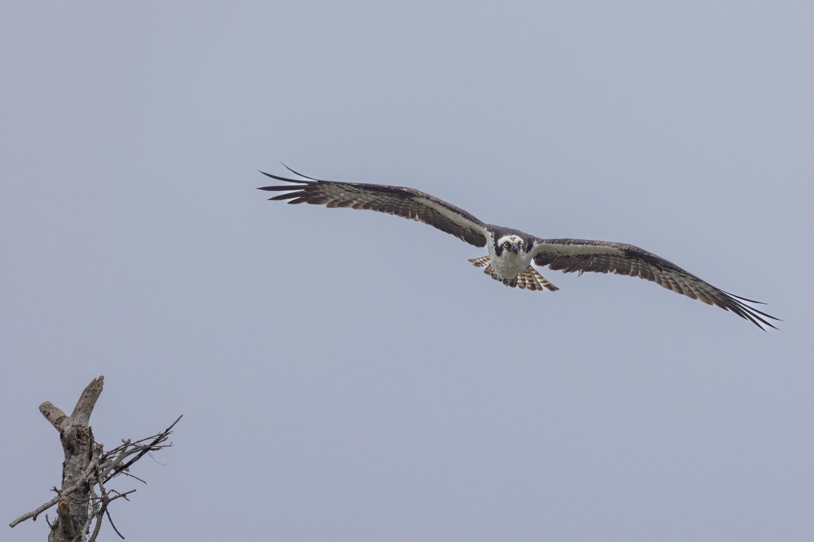 Osprey Sailing Toward Branch