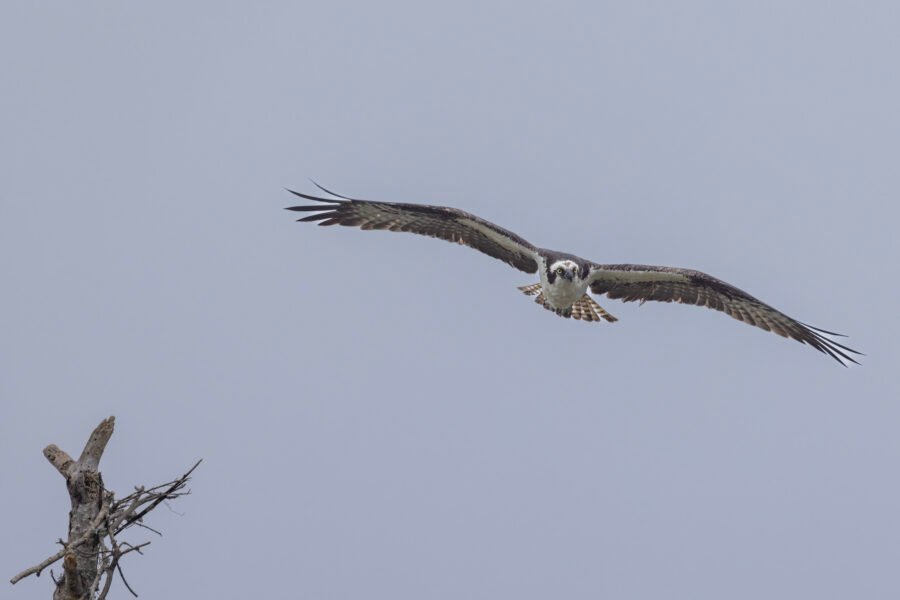 Osprey Sailing Toward Branch