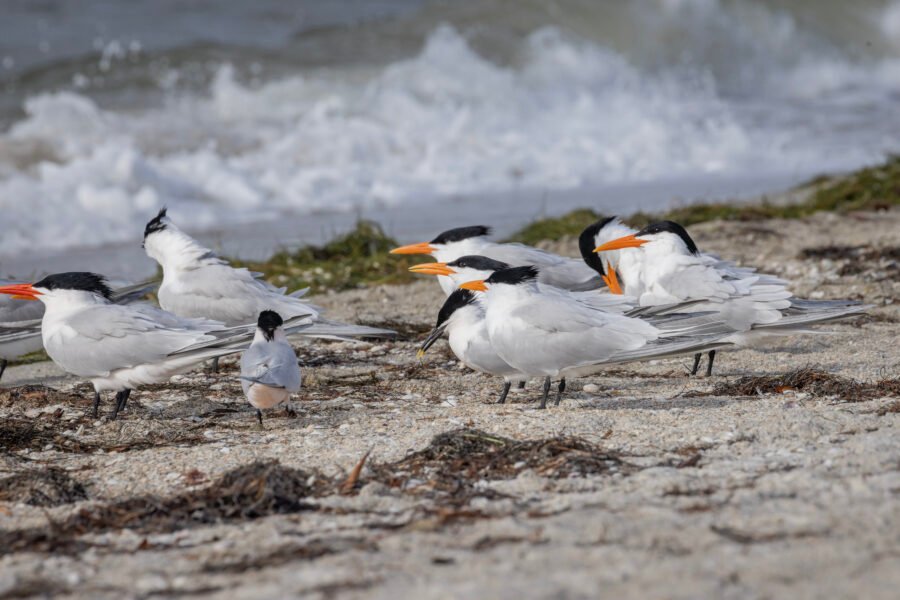 Royal Terns With Sandwich Tern On Beach