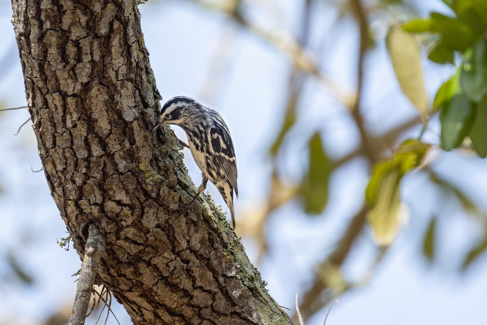Black And White Warbler Digging For Insect