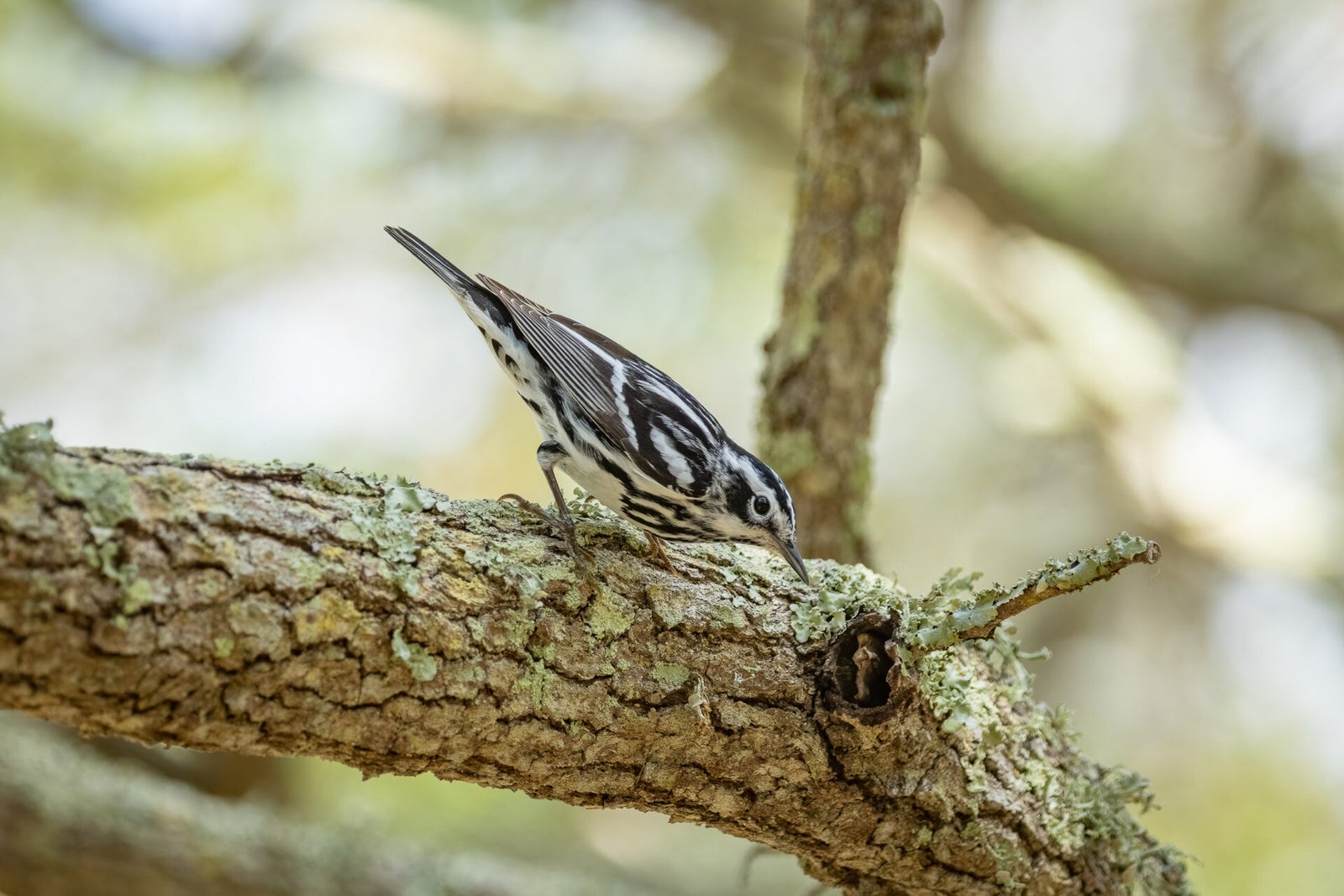 Black And White Warbler Looking For Insects