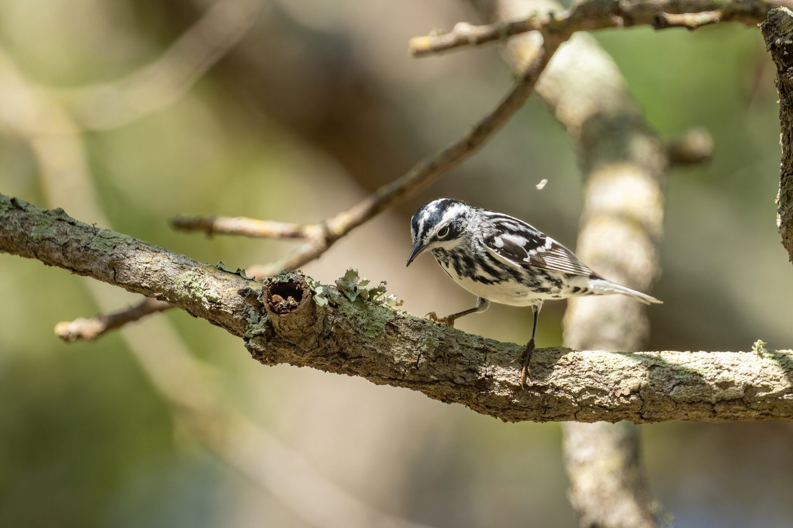 Black And White Warbler Pecking At Moss