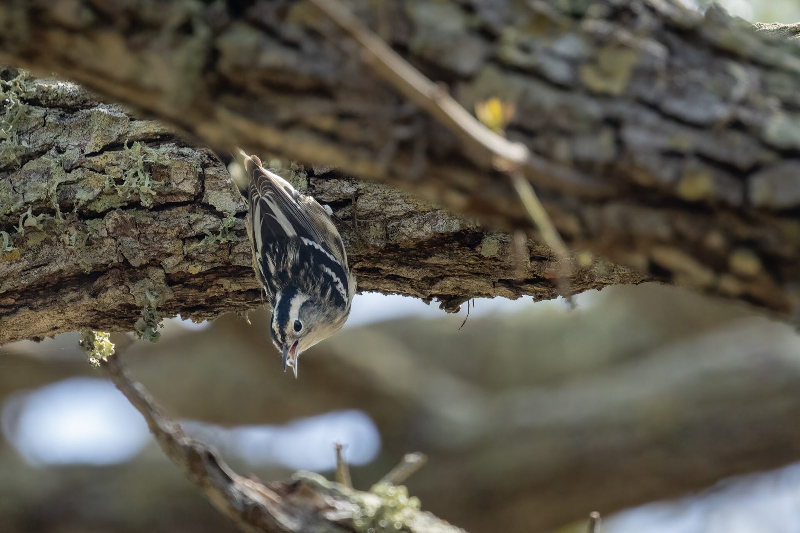 Black And White Warbler With Insect Egg