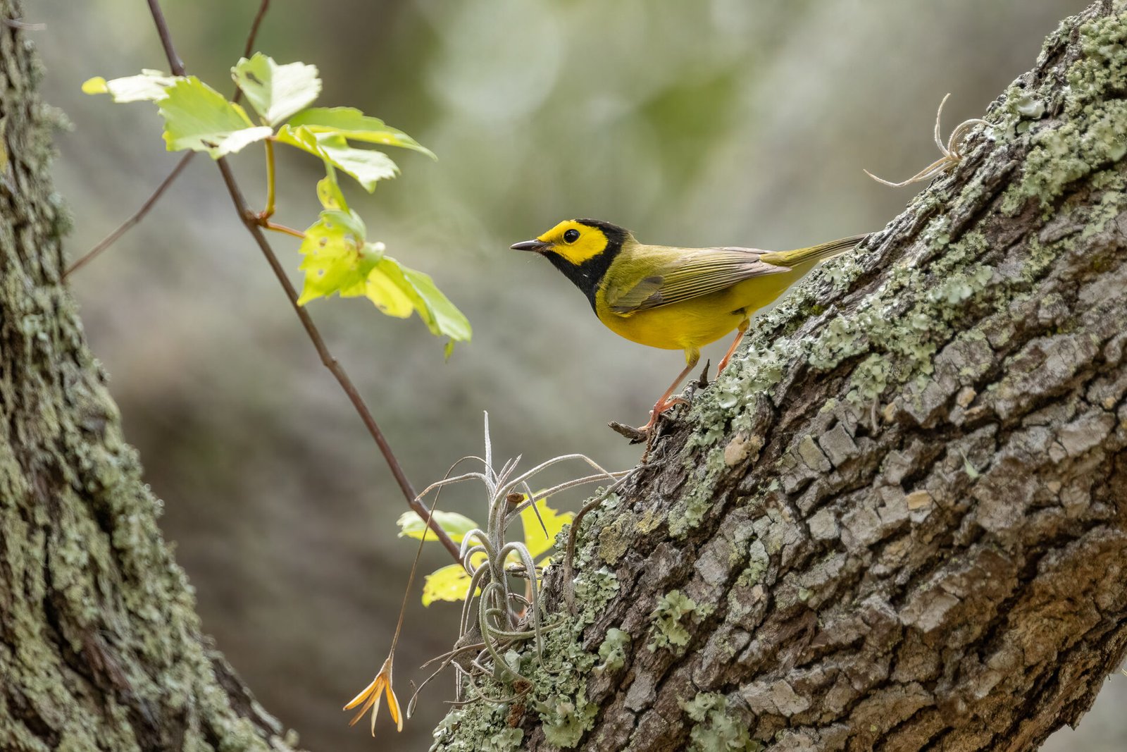 Hooded Warbler Climbing On Pine Tree