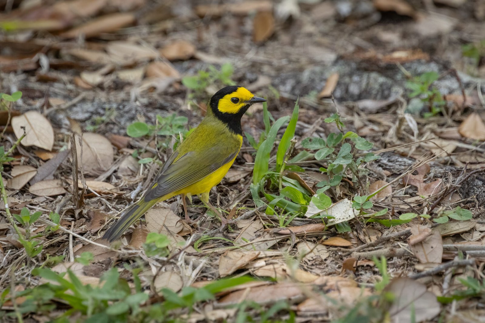 Hooded Warbler On Ground Looking For Insects
