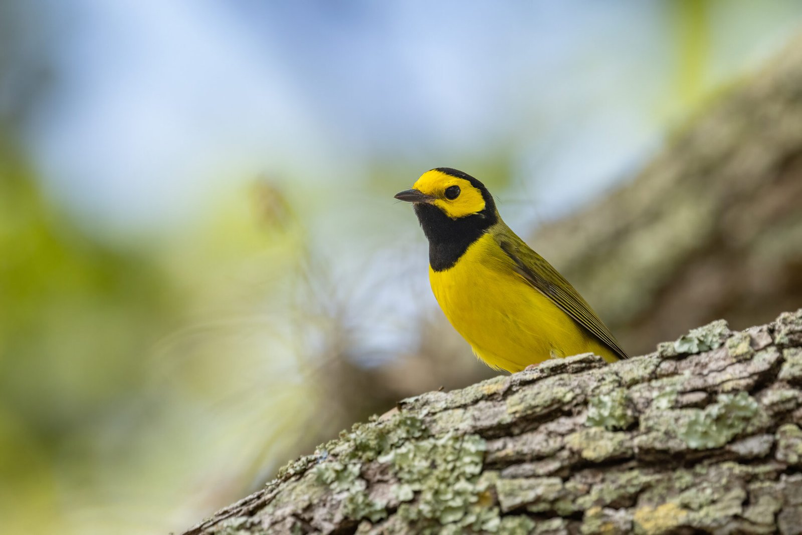 Hooded Warbler Perched In Pine Tree