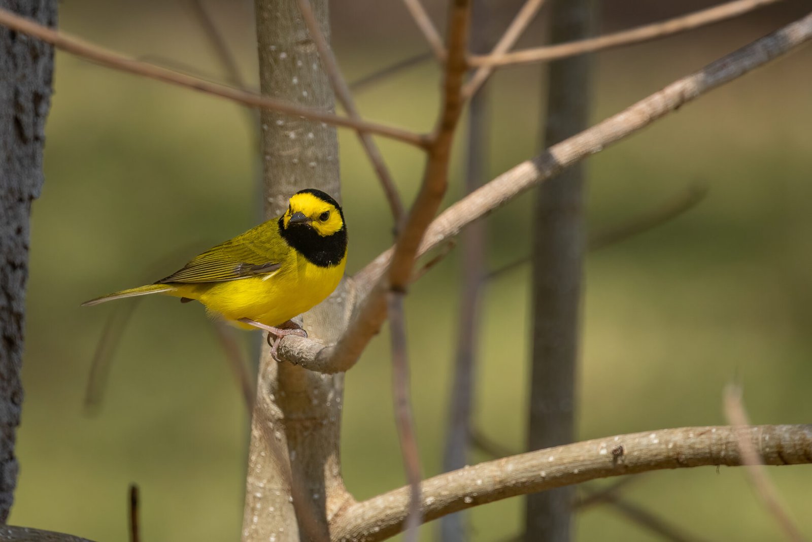 Hooded Warbler Perched On Branch Looking Back