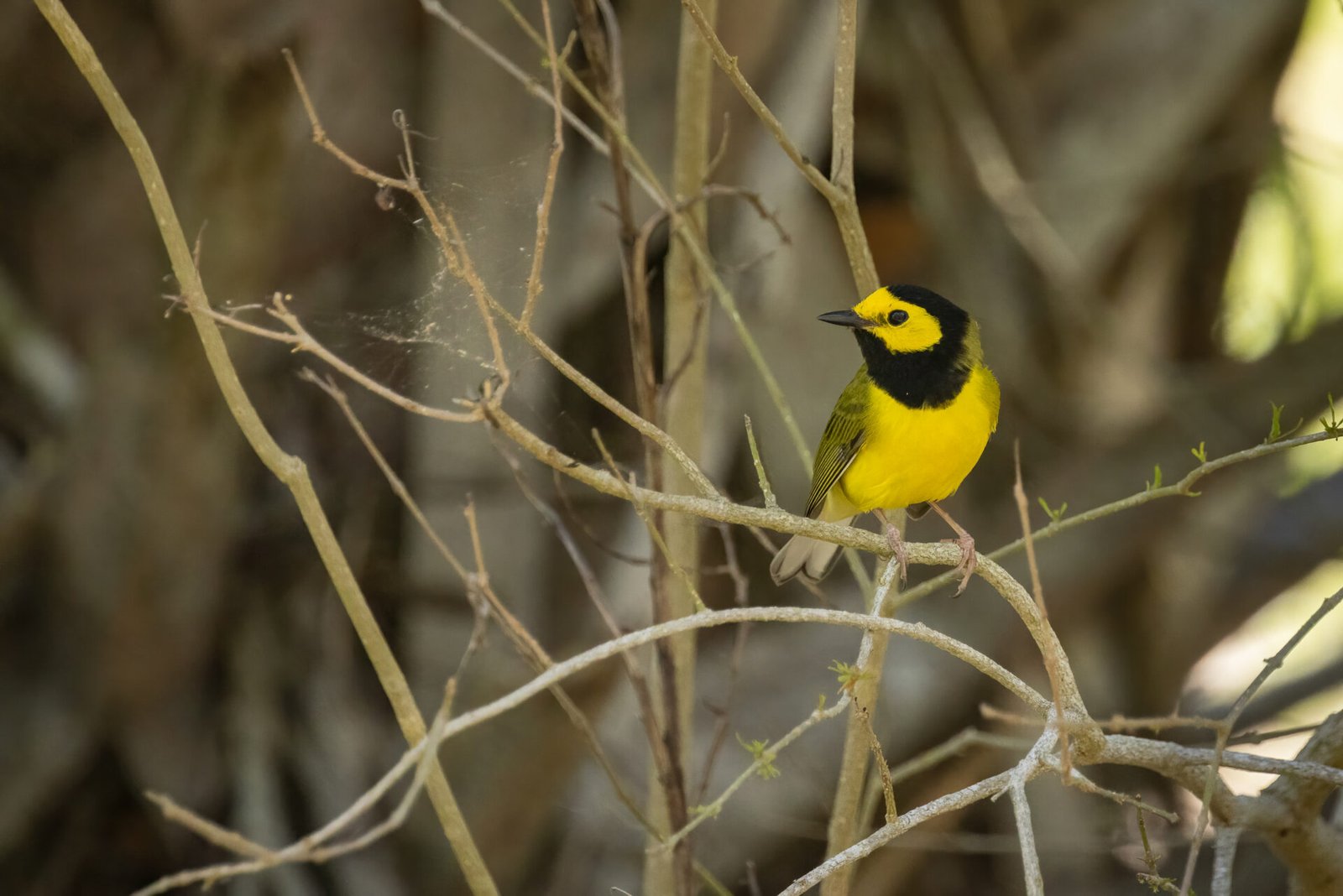 Hooded Warbler Perched On Branch Looking Left