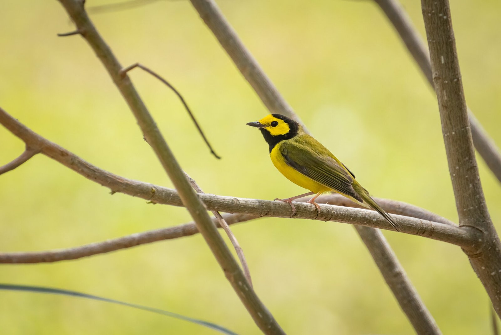 Hooded Warbler Resting On Branch
