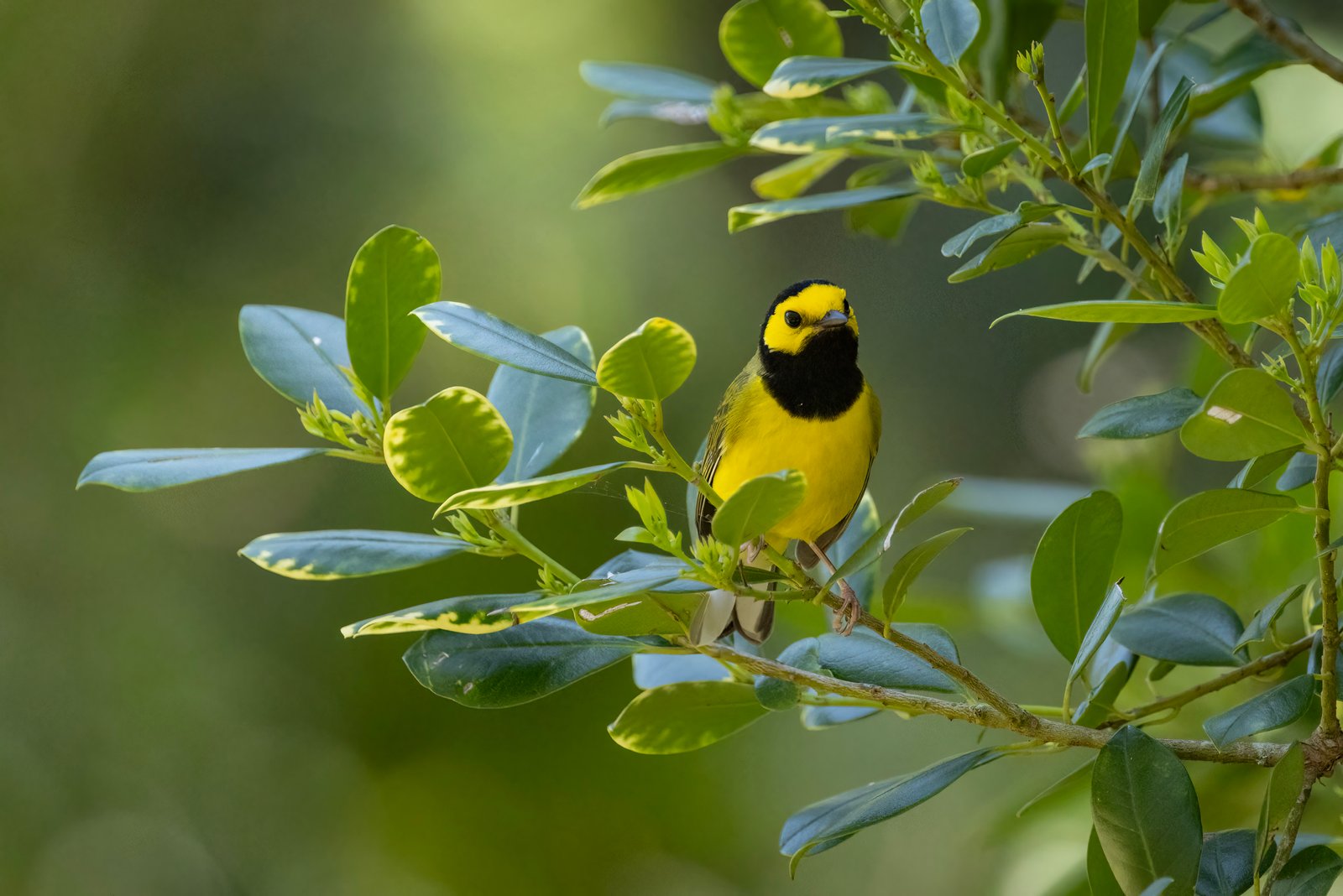 Hooded Warbler Resting On Branch Among Green Leaves