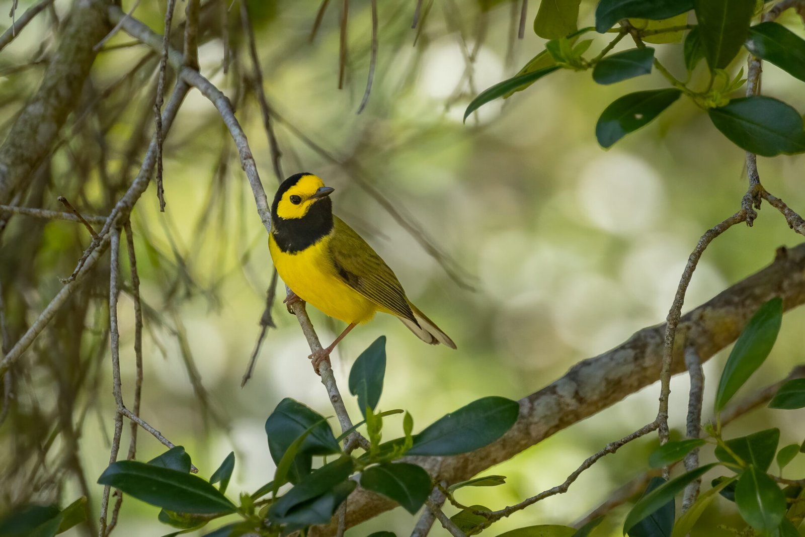Hooded Warbler Resting On Branch Looking Up
