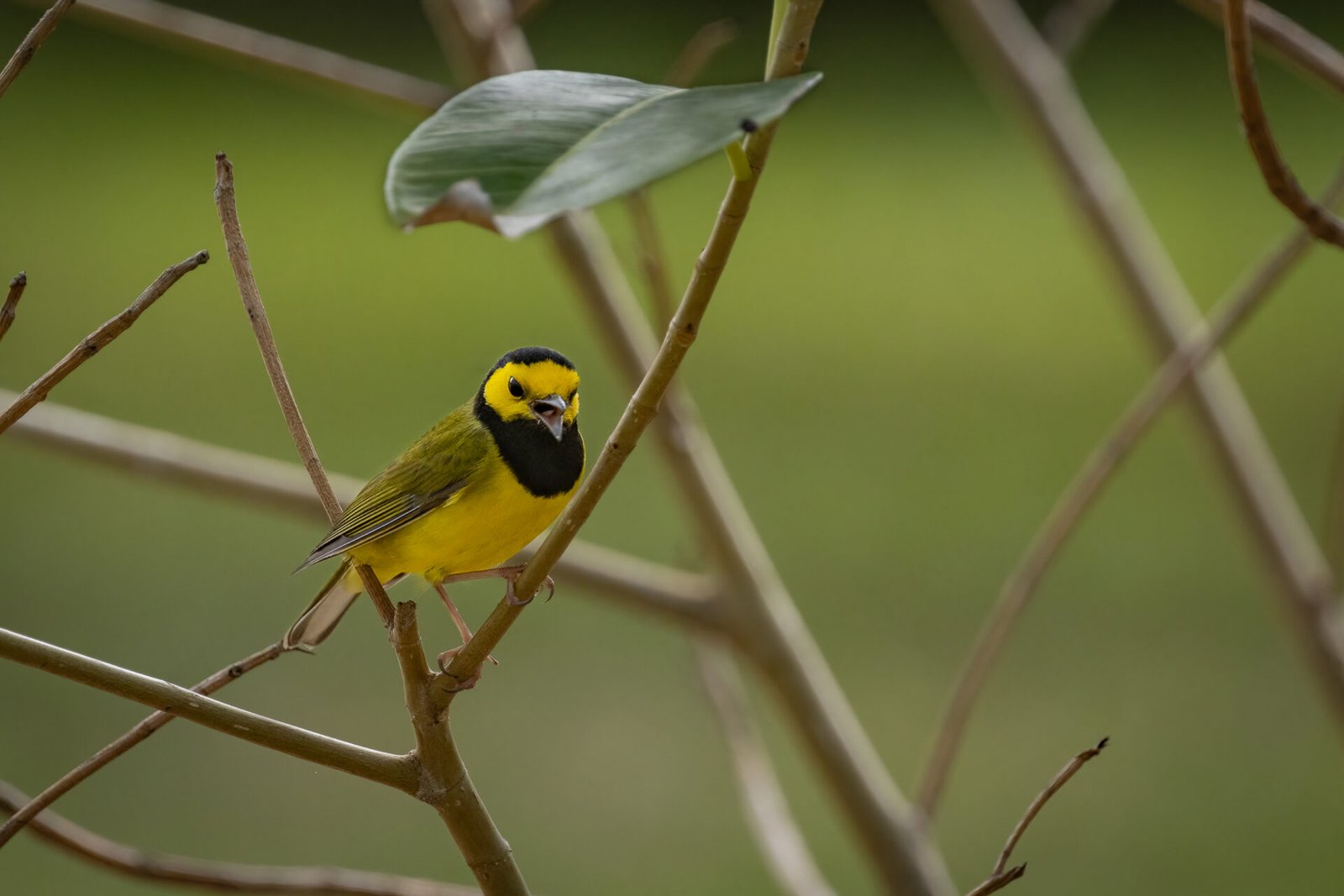 Hooded Warbler Singing On Branch